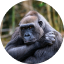 GORILLA, Eastern DRC